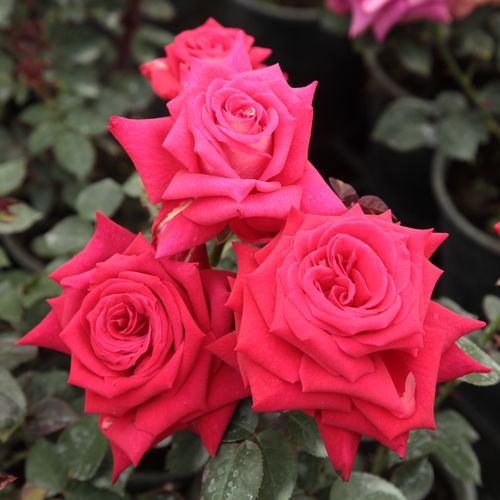Gärtnerei - Rosa Agkon - rosa - teehybriden-edelrosen - duftlos - Richard Agel - Langsam öffnende, greller Farbige Blumen.
